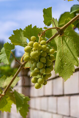 Bunch of white grapes hanging from vine. Viticulture, growing grapes.