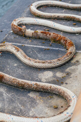rope on the pier