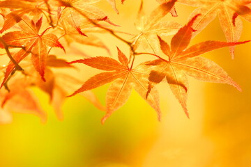 黄色く染まる晩秋の絶景