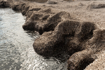 Accumulation of posidonia from the Mediterranean Sea on the coast of La Manga in Spain