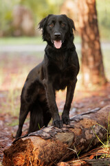 Black labrador standing on tree stump