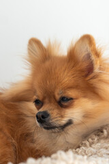 Obraz premium A Pomeranian puppy resting comfortably on a soft blanket in a cozy indoor setting, capturing a moment of tranquility and cuteness