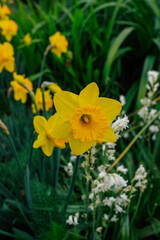 yellow daffodils in garden
