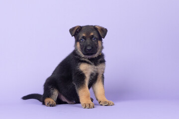 darker German Shepherd puppy sitting on purple studio backdrop looking adorable