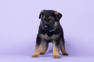Adorable darker German Shepherd puppy standing on purple studio background