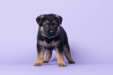  Shepherd puppy standing on purple studio background looking adorable