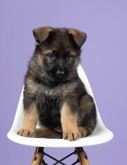 German Shepherd puppy on white chair with purple studio background