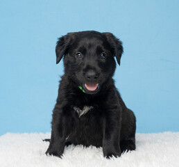 black puppy on white fur on black background