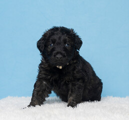 black puppy on blue background