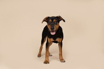 Obraz premium cute puppy standing on light brown background in studio