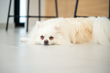 A fluffy white dog rests on the floor indoors, enjoying a calm afternoon in a modern living space