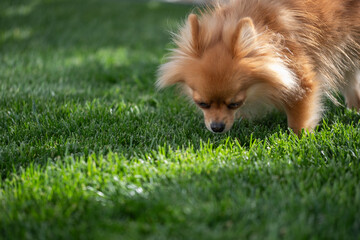 A curious Pomeranian dog explores lush green grass on a sunny day in a backyard
