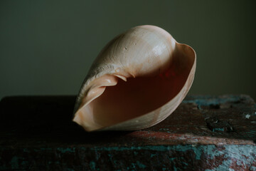 An image of a large empty ocean snail shell. Underwater animals. Seashells. Interior photo. Melo Diadem. High quality photo