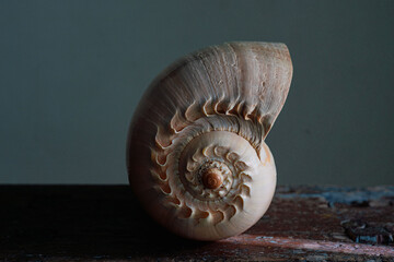 An image of a large empty ocean snail shell. Underwater animals. Seashells. Interior photo. Melo Diadem. High quality photo