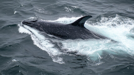 Fototapeta premium Photo of a whale in the ocean
