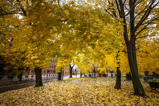 Autumn tree with yellow leaves in Montreal's Little Burgundy district displaying seasonal foliage in a peaceful urban park setting. Also called Petite Bourgogne it's a residential bourough of Montreal