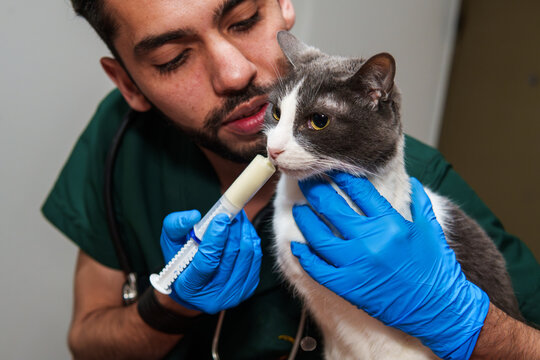 A veterinarian is deworming a cat with a syringe. The cat is calm and the vet is hugging the cat