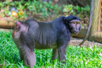 Heck's Macaque (Macaca hecki) is an endangered primate native to the rainforests of Sulawesi,...