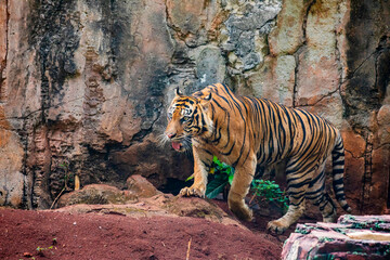 The closeup image of Sumatran tiger.
It is a tiger population in the Indonesian island of Sumatra. This population was listed as Critically Endangered on the IUCN Red List in 2008