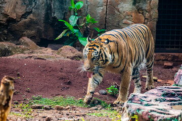 The closeup image of Sumatran tiger.
It is a tiger population in the Indonesian island of Sumatra....