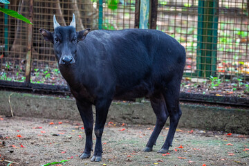 The lowland anoa is a small bovid, t is most closely allied to the larger Asian buffaloes, showing the same reversal of the direction of the hair on their backs. The horns of the cows are very small