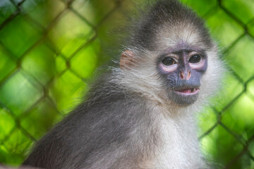 The Mitered Langur (Presbytis mitrata) is a slender, medium-sized primate native to the rainforests of Sumatra, Indonesia. It is known for its distinctive white 