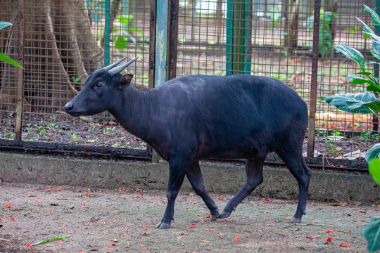 The lowland anoa is a small bovid, t is most closely allied to the larger Asian buffaloes, showing the same reversal of the direction of the hair on their backs. The horns of the cows are very small
