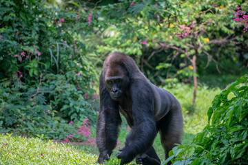 Obraz premium The western lowland gorilla from Ragunan zoo Indoensia. It is one of two subspecies of the western gorilla that lives in montane, primary and secondary forests and lowland swamps in central Africa.
