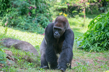 Obraz premium The western lowland gorilla from Ragunan zoo Indoensia. It is one of two subspecies of the western gorilla that lives in montane, primary and secondary forests and lowland swamps in central Africa.
