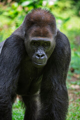 The western lowland gorilla from Ragunan zoo Indoensia.
It is one of two subspecies of the western gorilla that lives in montane, primary and secondary forests and lowland swamps in central Africa.