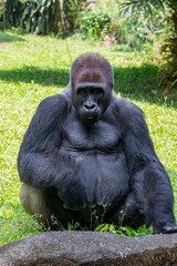 The western lowland gorilla from Ragunan zoo Indoensia.
It is one of two subspecies of the western gorilla that lives in montane, primary and secondary forests and lowland swamps in central Africa.