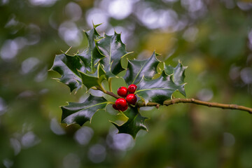 Leaves and red berries of Ilex aquifolium or European holly in autumn, close up
