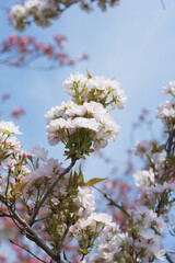天の川と言う種類の桜