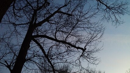 Cold winter Forrest trees