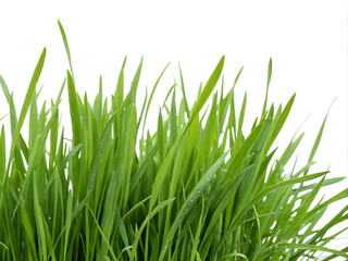 Fototapeta premium green grass isolated on white background. grass, nature, isolated, plant, spring, lawn, field, white, summer, meadow, fresh, growth, environment, grow, green, garden, macro, season, closeup, freshness