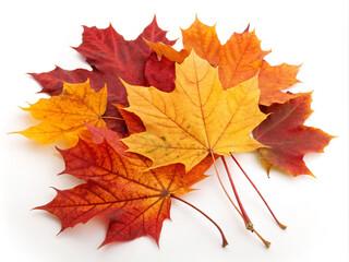 Obraz premium autumn maple leaf. leaf, autumn, maple, fall, nature, leaves, yellow, season, orange, tree, isolated, plant, color, foliage, red, maple leaf, colorful, object, gold, brown, botany, beauty, seasonal, n