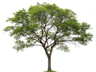 tree isolated on white. tree, isolated, nature, branch, leaf, plant, white, environment, summer, single, forest, spring, oak, leaves, wood, foliage, grass, life, trunk, tall, trees, season, big, one, 