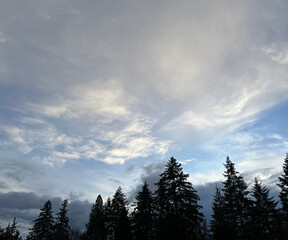 Blue Sky With Clouds and Pine Trees
