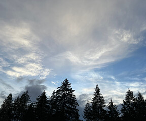 Blue Sky With Clouds and Pine Trees