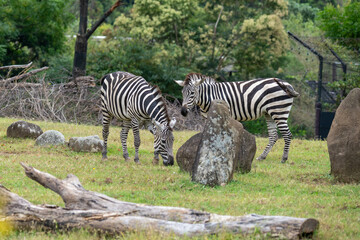 食事中の2頭のグラントシマウマ