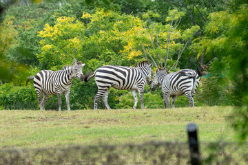 歩いている3頭のグラントシマウマ