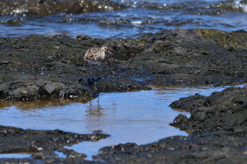 Obraz premium ZARAPITO TRINADOR