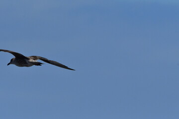GAVIOTA PATIAMARILLA