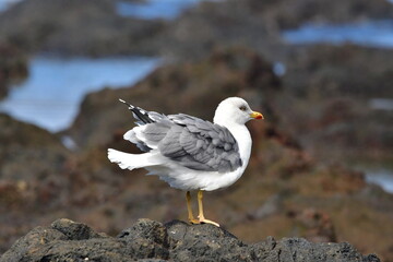 GAVIOTA PATIAMARILLA