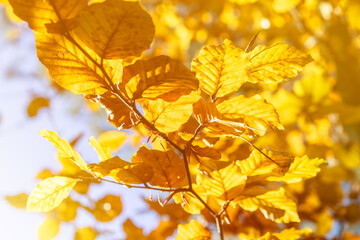 Vibrant Autumn Leaves Glowing in the Sunlight: Nature's Beautiful Golden Transformation for Fall Decor and Seasonal Inspirations