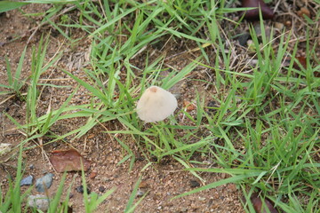 Image of yellow chanterelles blooming on the Daecheongcheon trail