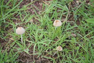 Image of yellow chanterelles blooming on the Daecheongcheon trail