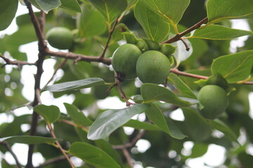 Image of persimmon trees blooming on the Daecheongcheon trail