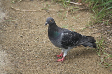 Image of pigeons searching for food on the Daecheongcheon trail