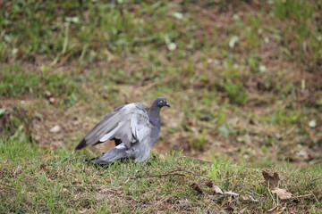 Image of pigeons searching for food on the Daecheongcheon trail